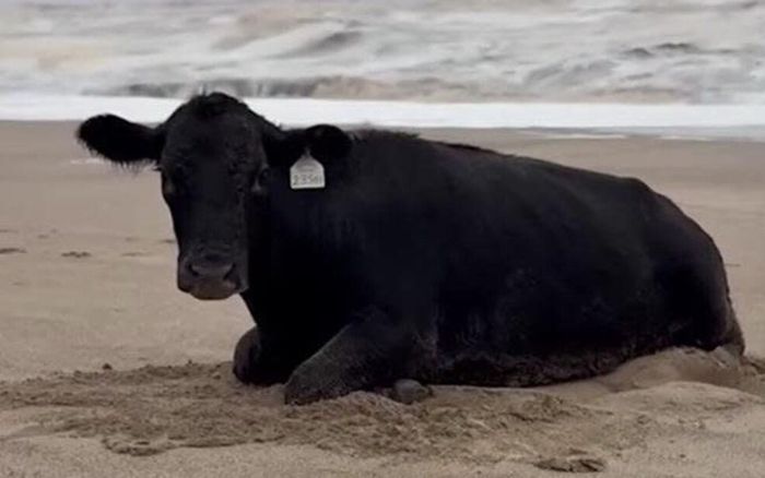 Con bò bị lũ cuốn trôi 18km, chiến đấu để giành sự sống thần kỳ