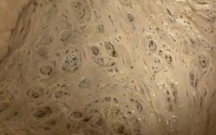 Lạ lùng loài 'thú cưng' mới được giới trẻ thi nhau nuôi, lúc chán dùng luôn để nấu ăn