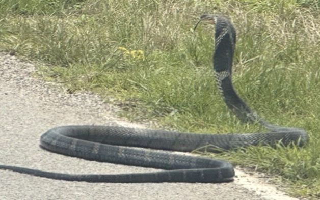 Nữ tài xế 'tái mặt' khoảnh khắc đối đầu con rắn hổ mang chúa dài hơn 3 mét