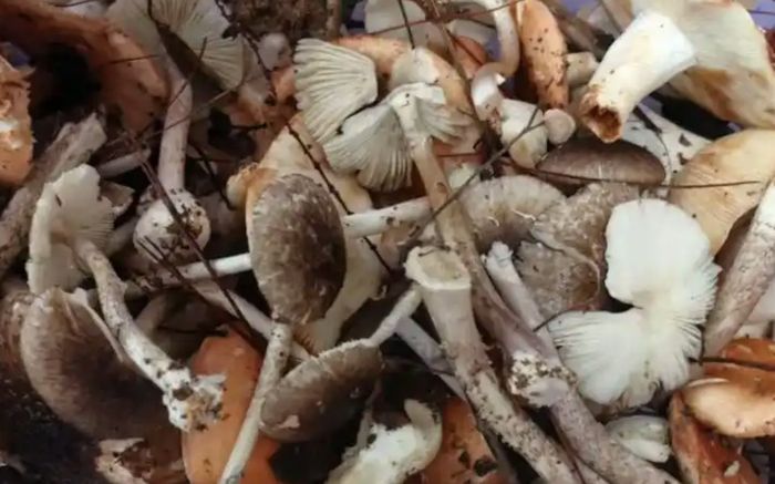 Gia đình 6 người ngộ độc sau khi ăn nấm tự hái, bé 5 tuổi nguy kịch