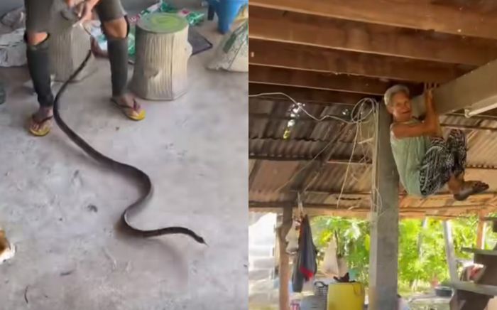 Thấy con rắn xuất hiện, cụ bà 80 tuổi treo người trên dầm nhà để thoát hiểm