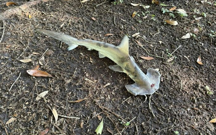 Cá mập rơi từ trên trời xuống khiến người dân xôn xao