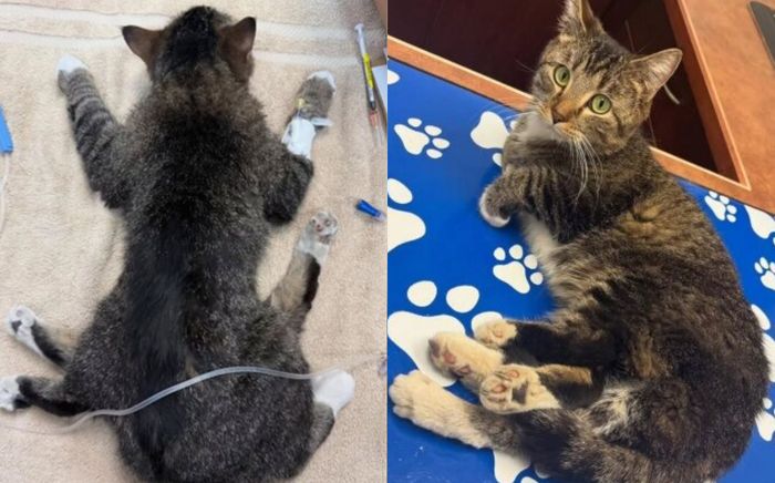 Người dân phát hiện con mèo có 6 chân cực kỳ hiếm gặp