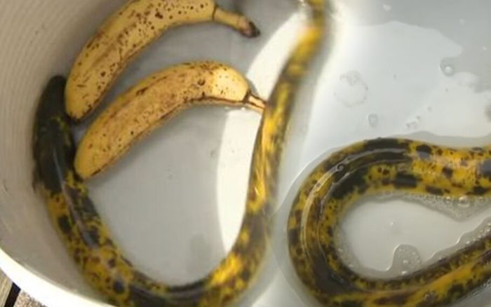 Bắt được sinh vật cực kỳ quý hiếm, ngoại hình giống hệt quả chuối chín