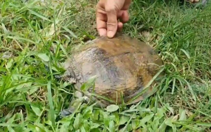 Người đàn ông bắt được con rùa quý trong nhà, dân làng nô nức kéo đến xem