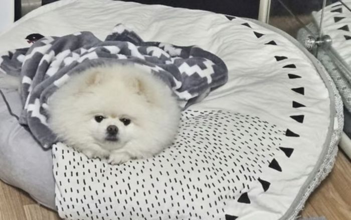 Chó cưng cứu cả gia đình thoát khỏi vụ cháy lúc rạng sáng