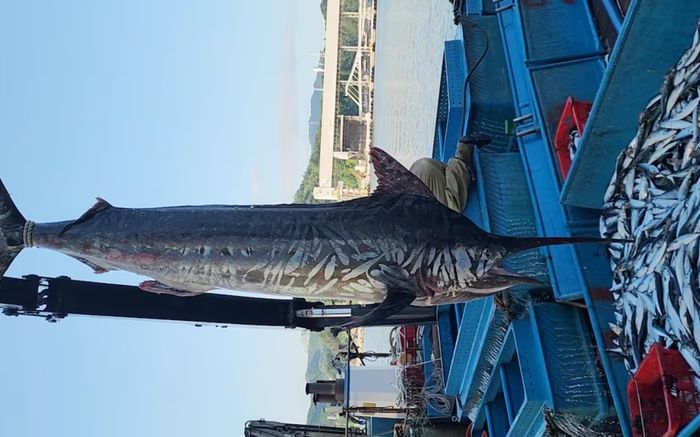 Phát hiện con cá hiếm dài 3 mét, nặng 226 kg khiến ngư dân xôn xao