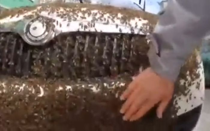 Bị đàn ong tấn công trên đường, 3 người nguy kịch