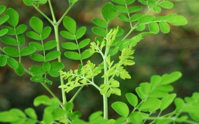 Giá trị dinh dưỡng của rau chùm ngây không phải ai cũng biết