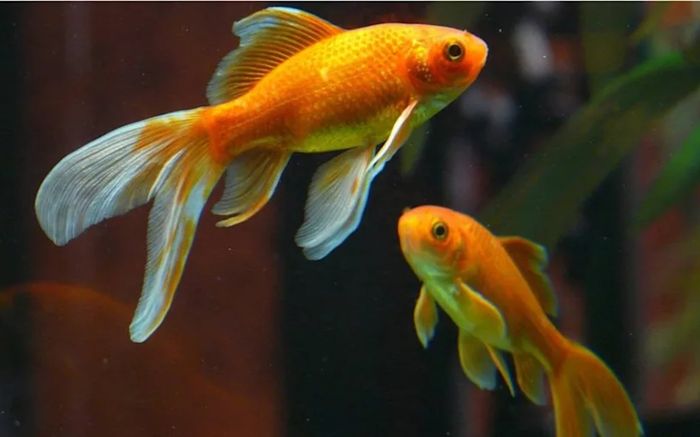 Livestream cảnh nuốt sống cá vàng tại cửa hàng thú cưng, thanh niên đối mặt án tù