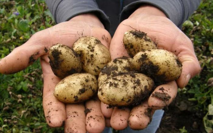 Loại củ đắt nhất thế giới 29 triệu/kg, giàu dinh dưỡng hóa ra quen thuộc trong bữa ăn người Việt