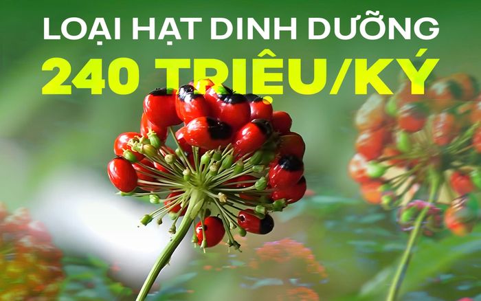 Loại hạt dinh dưỡng đắt bậc nhất thế giới 240 triệu/ký, chỉ có ở Việt Nam