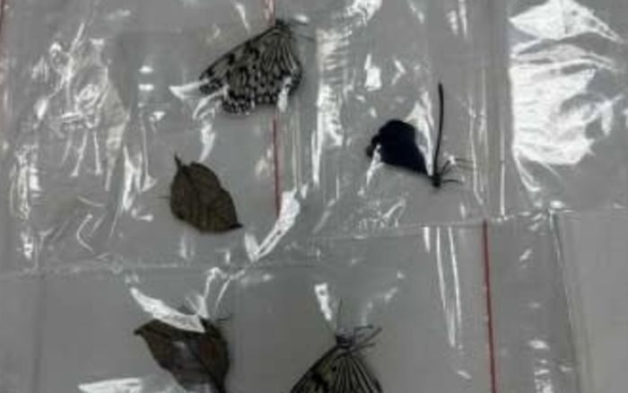 Ăn trộm 6 con bướm trong vườn thú để mang về cho con trai, người đàn ông gánh chịu hậu quả khôn lường