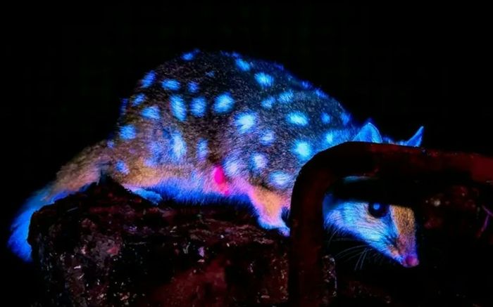 Phát hiện loài vật phát sáng rực rỡ trong đêm, ai nhìn cũng kinh ngạc