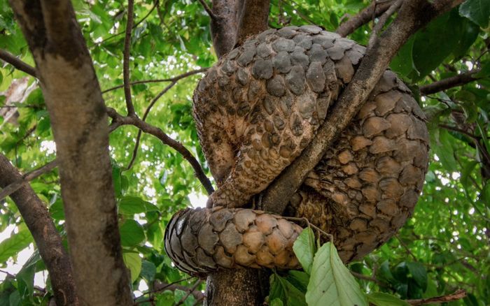 Bắt gặp con vật quý cuộn người ngủ trên cây, cảnh tượng hiếm khiến người dân kinh ngạc