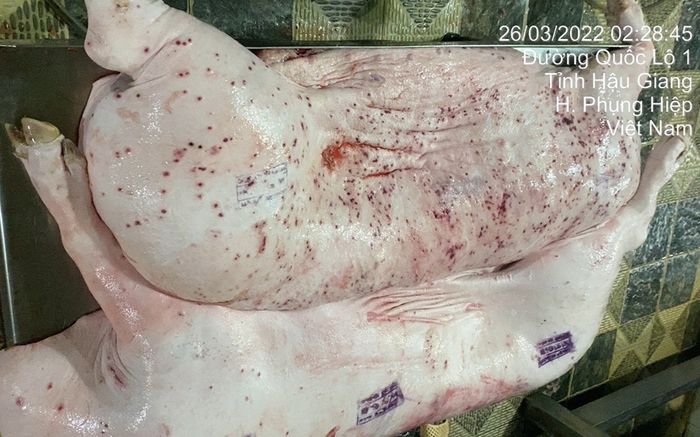 Đã rõ kết quả vụ C.P. Việt Nam bị tố bán heo bệnh