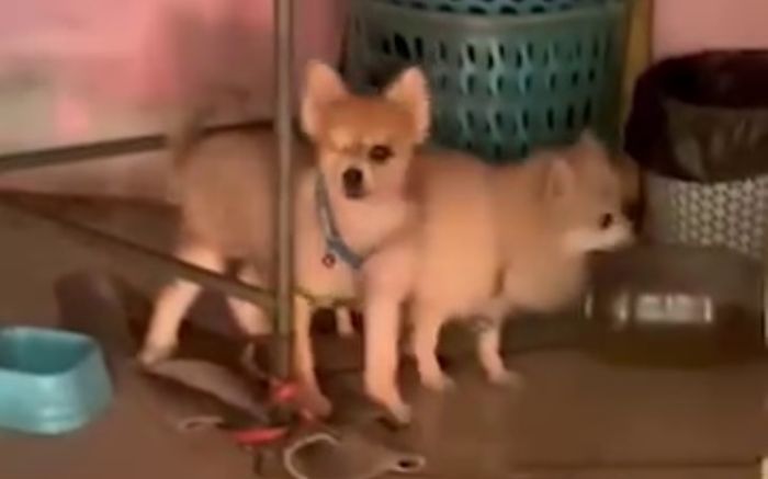 Chủ qua đời, hai con chó ở lại canh chừng thi thể suốt 4 ngày