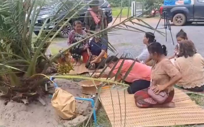 Cây chà là tám đầu gây xôn xao, người dân kéo nhau đến xem hiện tượng kỳ lạ