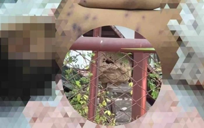 Con trai bị đàn ong bắp cày đốt tử vong, người cha giải cứu trong tuyệt vọng