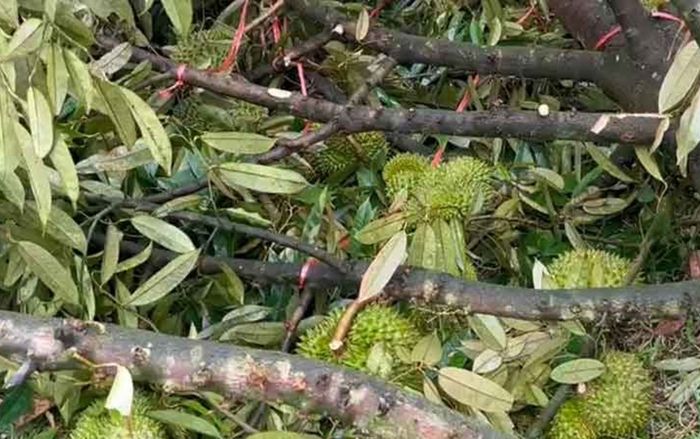 Hơn 4 tấn sầu riêng rụng trắng vườn, hàng chục ngôi nhà bị thổi bay mái vì lốc xoáy