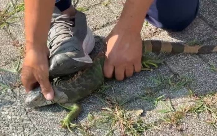 Treo thưởng hơn 300 triệu đồng để tiêu diệt một loài vật, người dân nô nức tham gia