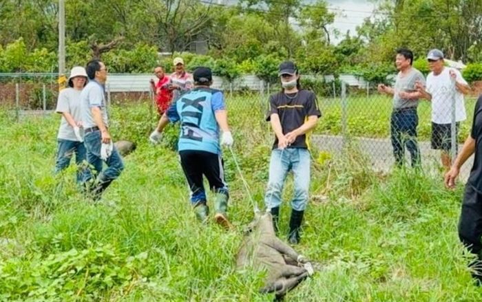 Hai con lợn rừng tháo chạy sau bão khiến người dân xôn xao, vất vả trong việc bắt lại