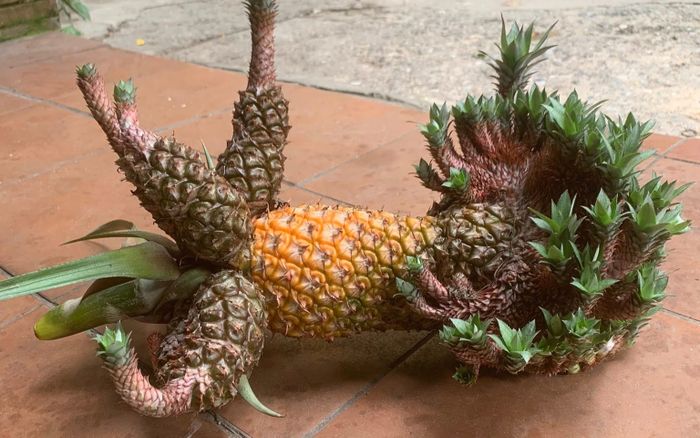 Quả dứa có hình dáng như em bé khiến mạng xã hội xôn xao