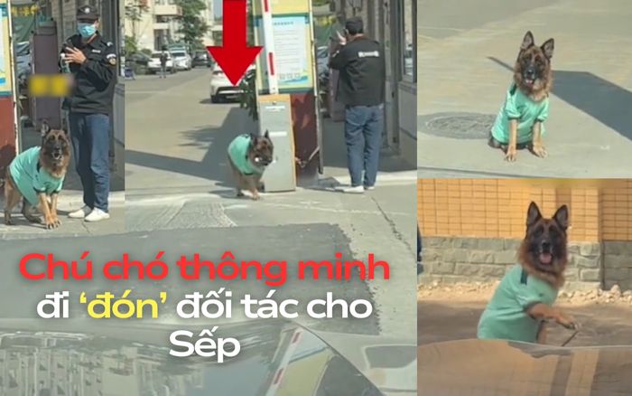 Chuyện tưởng đùa mà có thật: Chú chó thông minh được chủ giao nhiệm vụ ra 'đón' đối tác làm ăn