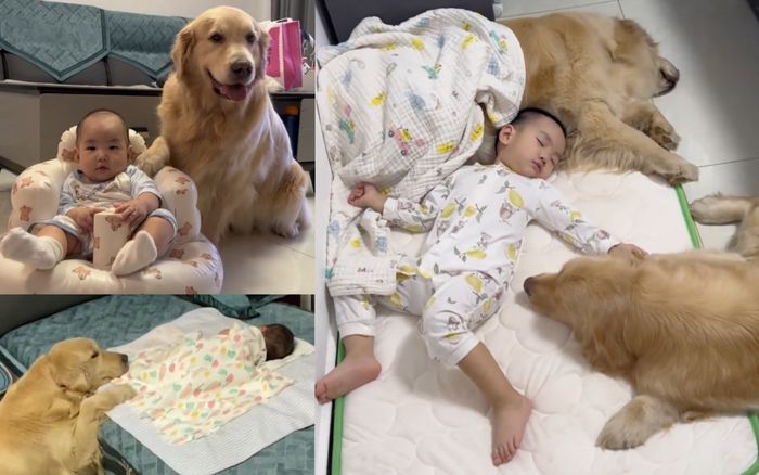 Cậu bé 3 tuổi từ chối giường êm, chỉ muốn ngủ trong ổ chó và lý do cảm động phía sau