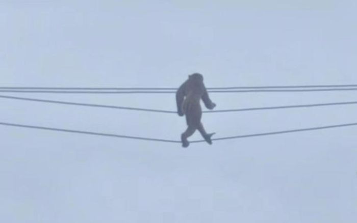 Phát hiện con vật đi thăng bằng trên dây điện như diễn xiếc, dân mạng xôn xao