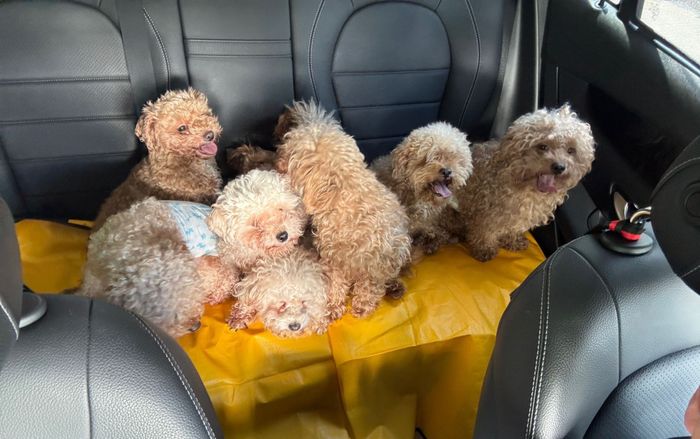 Nuôi 82 con chó poodle mà không có giấy phép, người phụ nữ 50 tuổi gặp rắc rối lớn