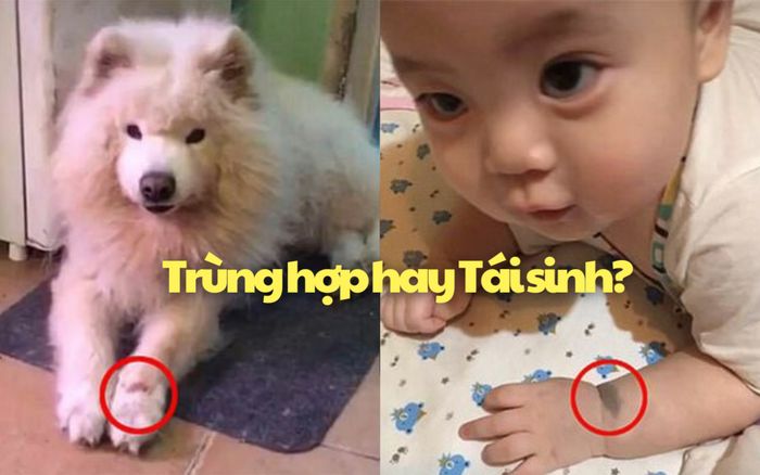 Kỳ lạ những câu chuyện về thú cưng khiến ai cũng phải giật mình