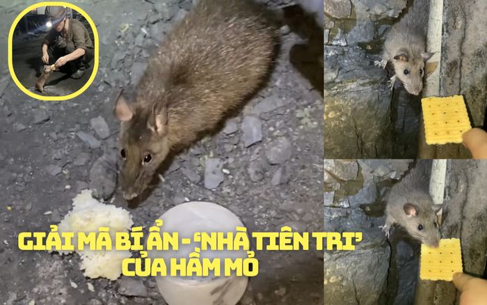 Giải mã bí ẩn về sinh vật nhỏ bé sống giữa lòng đất, có khả năng tiên tri giúp thợ mỏ thoát khỏi tay tử thần