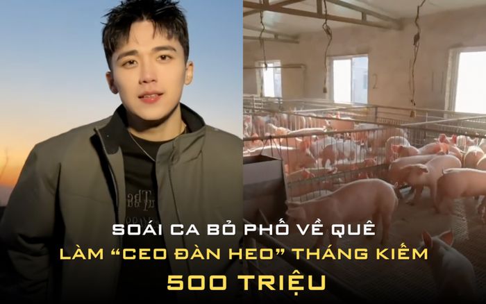 Thanh niên bỏ phố về quê làm 'CEO đàn heo' tháng kiếm sương sương 500 triệu