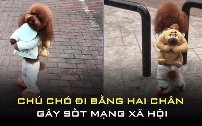 Chú chó đi bằng hai chân gây sốt mạng xã hội