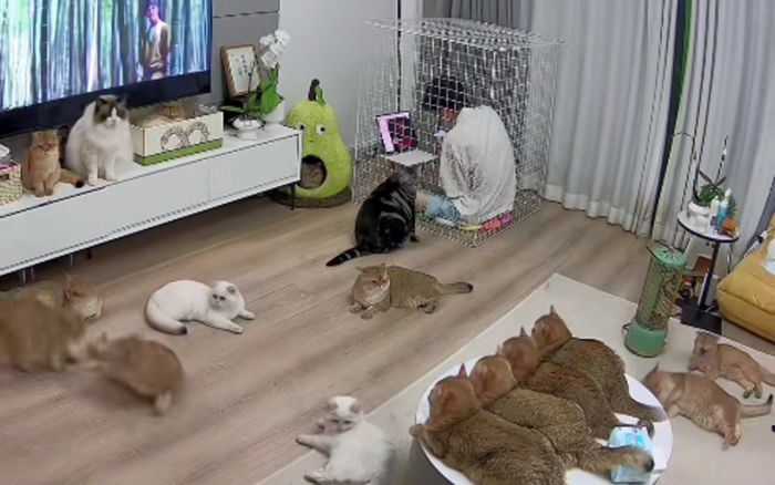 Một mình nuôi 16 bé mèo, thanh niên ăn ngủ phải chui vào chuồng lưới cách ly