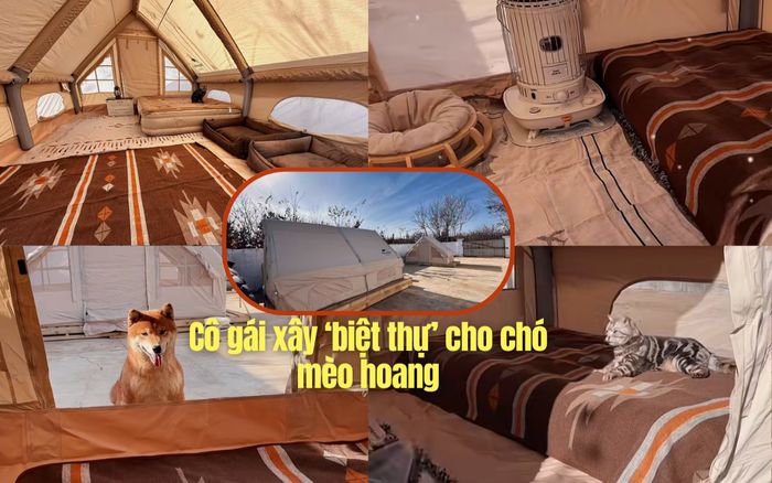 Cô gái 'chơi lớn' xây hẳn mấy căn biệt thự mini cho chó mèo hoang trú đông