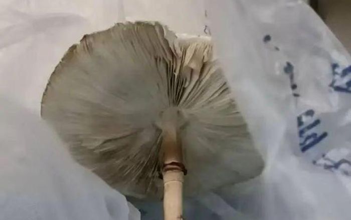 Hai vợ chồng suýt mất mạng sau khi ăn nấm tự trồng từ hạt giống mua trên mạng