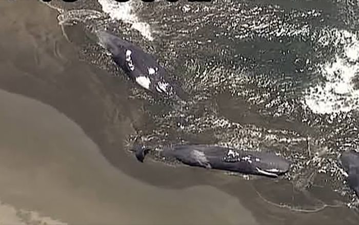 Sững sờ hiện tượng lạ bên bờ biển sau cảnh báo sóng thần ở Nhật Bản