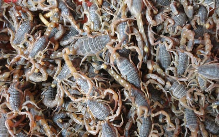 Mưa lũ cuốn trôi trang trại chứa 5 triệu con bọ cạp: Chủ trại mất trắng hơn 7 tỷ đồng