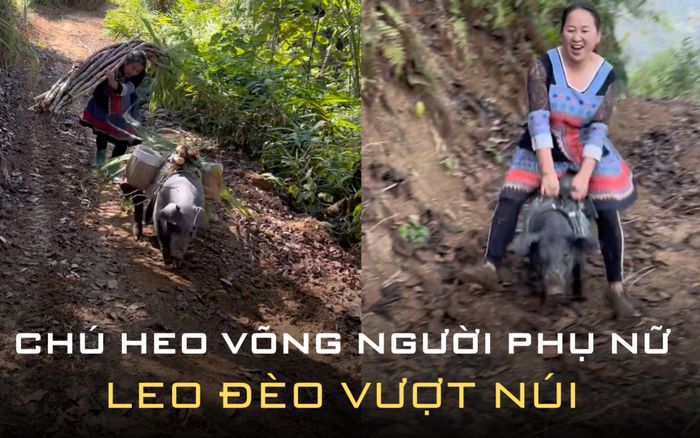 Cảm động chuyện 'chú heo báo ơn' cõng người phụ nữ lèo đèo vượt núi