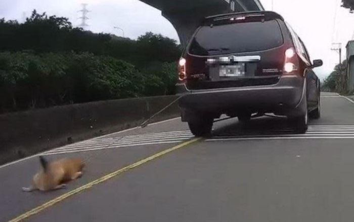 Phẫn nộ cảnh con chó bị buộc vào phía sau xe hơi, bị kéo lê suốt quãng đường dài