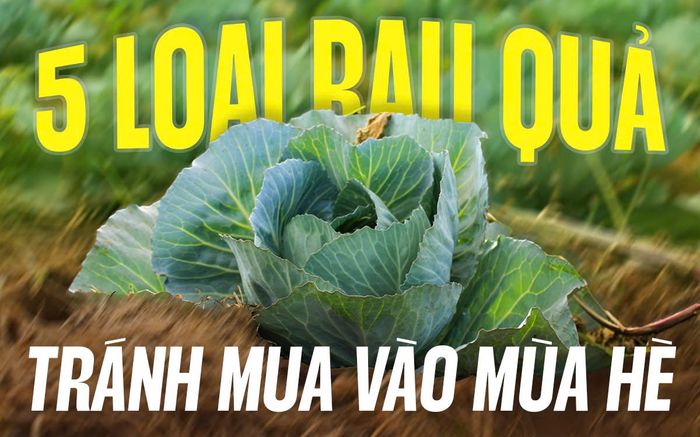 5 loại rau quả tránh mua vào mùa hè, rẻ mấy cũng cẩn thận