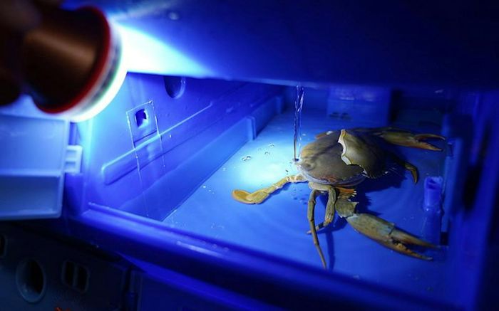 Người đàn ông qua đời vì bị cua kẹp