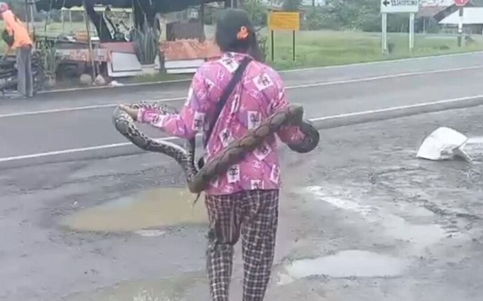 Clip: Người phụ nữ tay không bắt con trăn dài 2 mét giữa đường, ai xem cũng 'lạnh gáy'