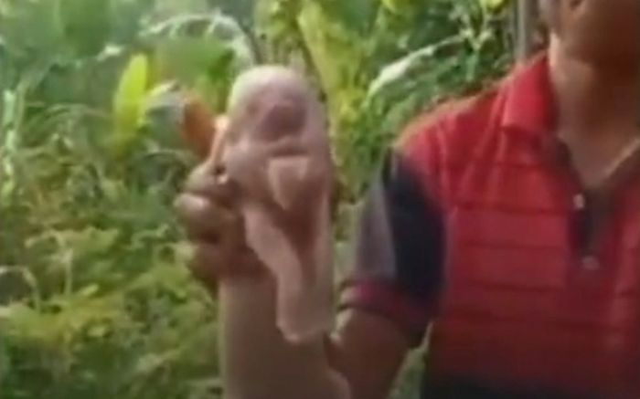 Đoạn clip con lợn sơ sinh chỉ có một mắt, hình dáng kì dị ai xem cũng 'rùng mình'