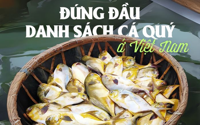 Loại cá có tên rất hay, đứng đầu danh sách cá quý ở Việt Nam, dân sành ăn săn lùng