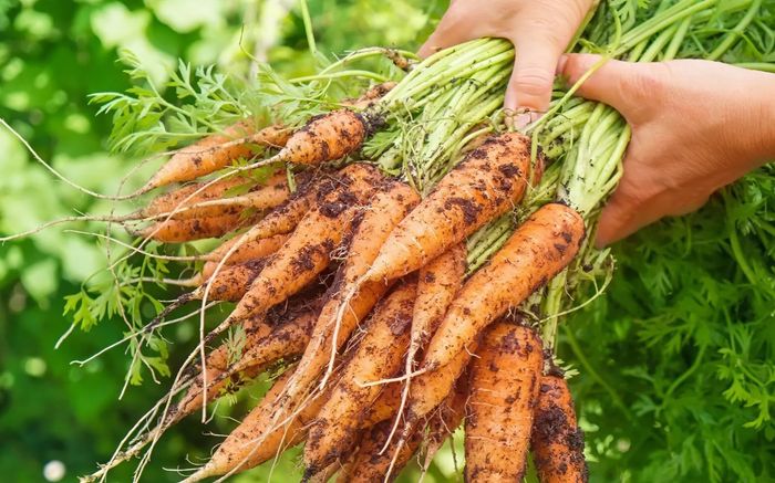 3 loại rau củ ít nhiễm thuốc trừ sâu mà ít ai nói, đi chợ gặp phải mua ngay