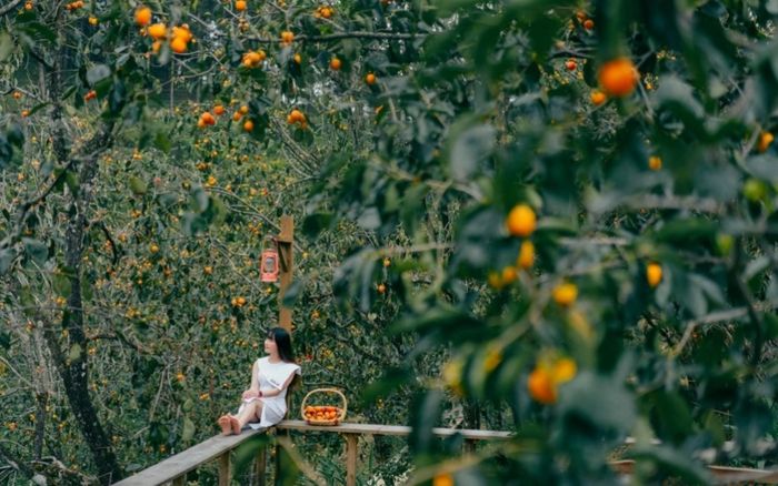 Đà Lạt săn mây và mùa hồng chín: Vẻ đẹp dịu dàng của thành phố trên cao nguyên