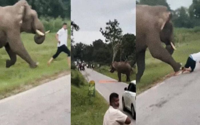 Kinh hoàng cảnh voi hoang dã tấn công du khách ngay tại khu bảo tồn